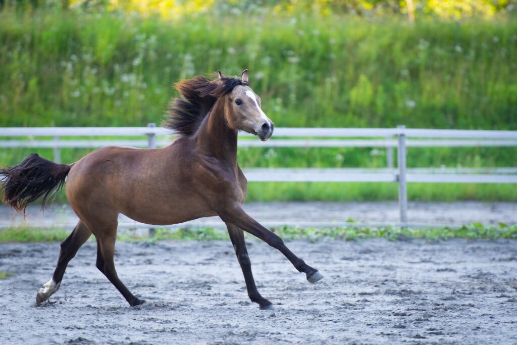Technik erklärt: Einen Reitplatz beregnen